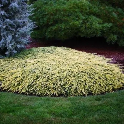 Ялівець Golden Carpet фото