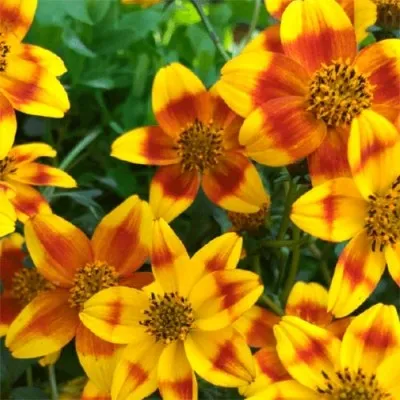 Біденс BeeDance Painted Yellow фото