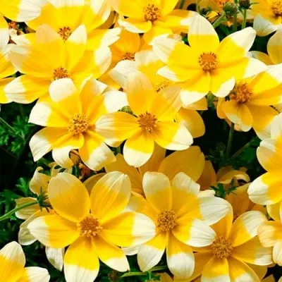 Біденс Taka Tuka Yellow-White фото