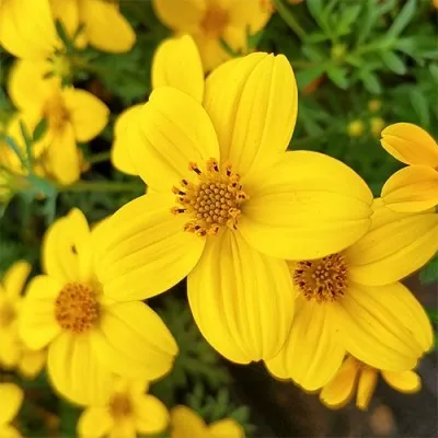 Біденс Yellow Sunshine фото