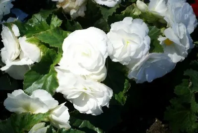 Бегония Multiflora Maxima біла фото