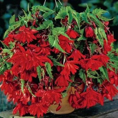 Бегонія Cascade Scarlet 25 фото