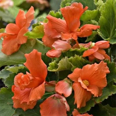 Бегонія Multiflora Maxima лососева фото