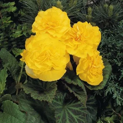 Бегонія Non Stop Yellow фото