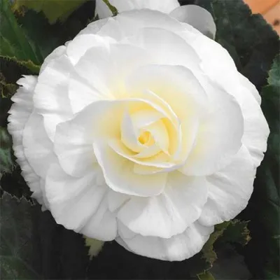 Бегонія Non Stop White фото