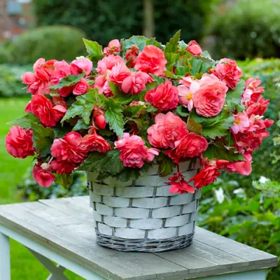Бегонія Pendula Cascade Pink (Акційна) фото