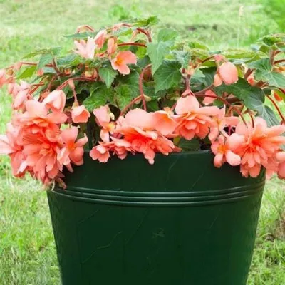 Бегонія Pendula Cascade Salmon фото