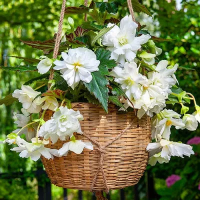 Бегонія Pendula Cascade White фото