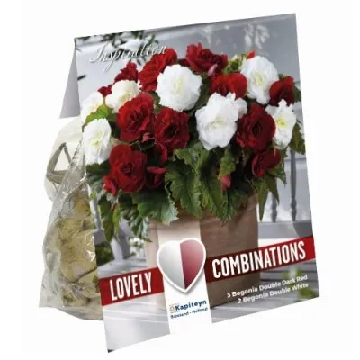 Бегонія Double Dark Red & White (Брендові цибулини KAPITEYN®) фото
