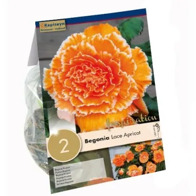 Бегонія Picotee Lace Apricot (Брендові цибулини KAPITEYN®) фото
