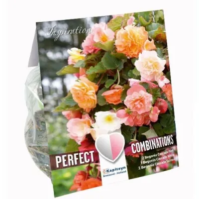 Бегонія Pendula Pastel Colours (Брендові цибулини KAPITEYN®) фото