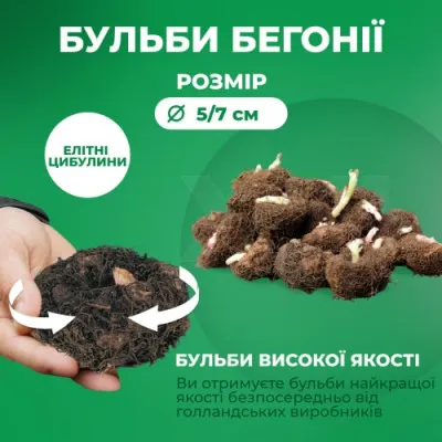 Бегонія Multiflora Maxima рожева фото