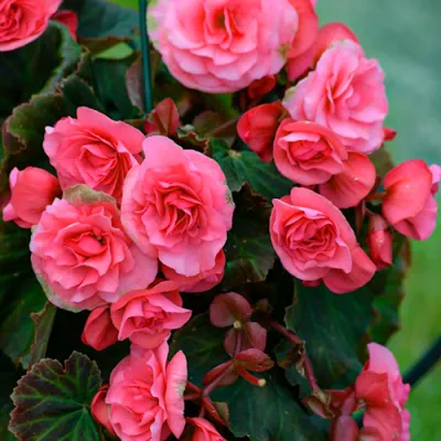 Бегонія Pendula Cascade Pink (Акційна) фото