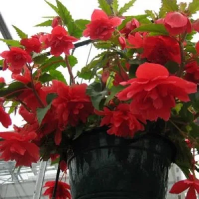 Бегонія Cascade Red фото