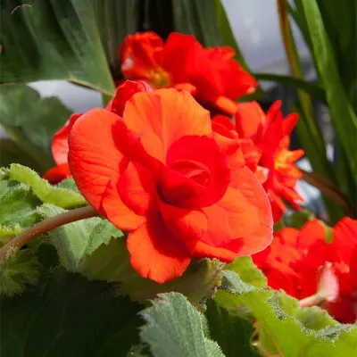 Бегонія Cascade Odorosa Red Sunset фото