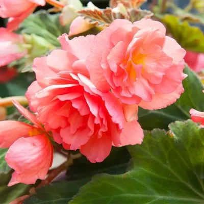 Бегонія Cascade Odorosa Sweet Pink фото