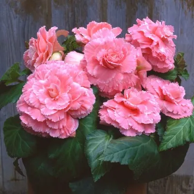 Бегонія Picotee Lace Pink фото