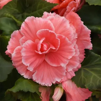 Бегонія Picotee Lace Pink фото