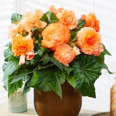 Бегонія Ruffled Apricot фото