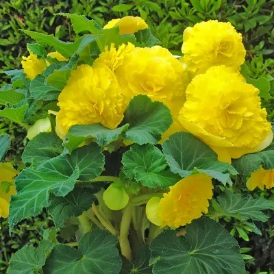 Бегонія Ruffled Yellow фото