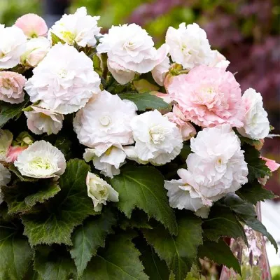 Бегонія Wummi Apfelblute, Pink  фото