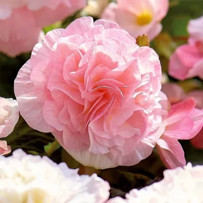 Бегонія Wummi Apfelblute, Pink  фото