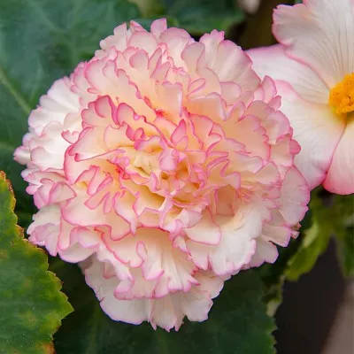 Бегонія Wummi Marmorata, Pink-White фото