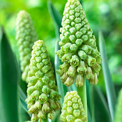 Бельвалія Green Pearl фото