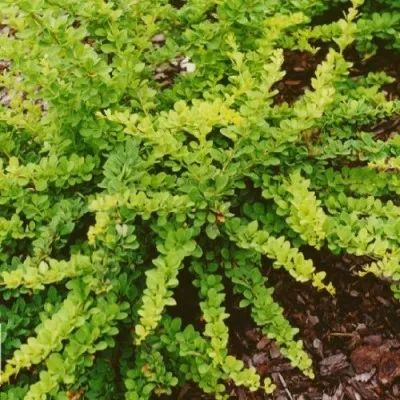 Барбарис Green Carpet фото