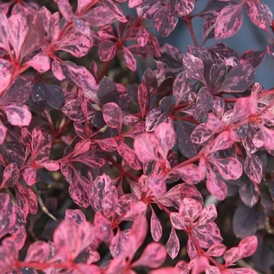 Барбарис Pink Queen фото