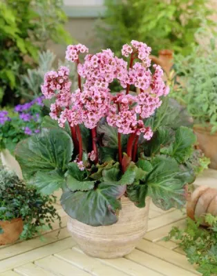 Бергенія  Magic Giant фото