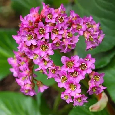 Бергенія Cordifolia фото