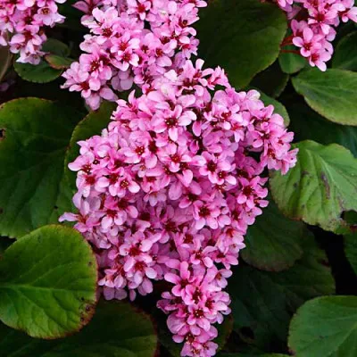 Бергенія Cordifolia Rose фото
