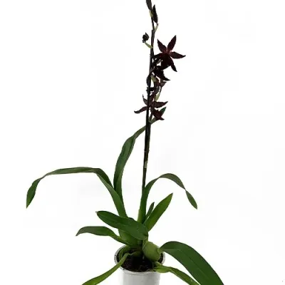 Орхідея Colmonara Billy Bob фото