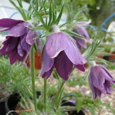 Сон-трава Blaue Glocke фото