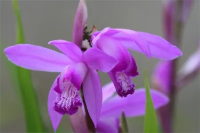 Блетілла Purple фото