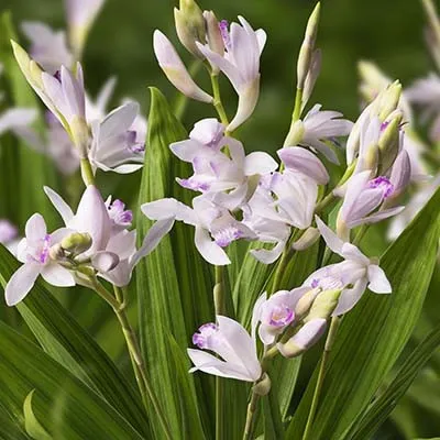 Блетілла Striata Kuchibeni фото