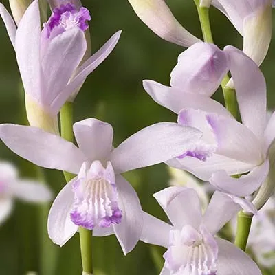 Блетілла Striata Kuchibeni фото