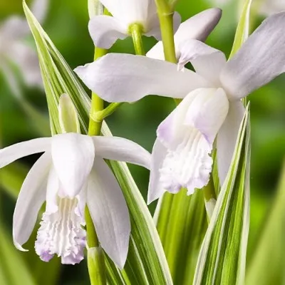 Блетілла Striata Alba Variegated фото