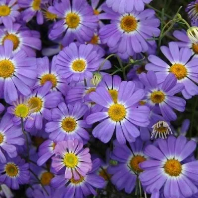 Брахікома Fresco Violet фото