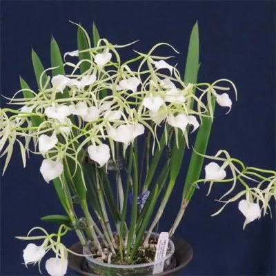 Брассавола (Brassavola) фото