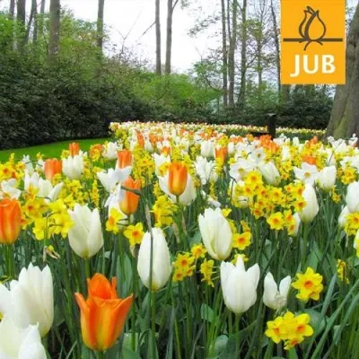Мікс ландшафтний Bright Side (Брендові цибулини Jub Holland) фото