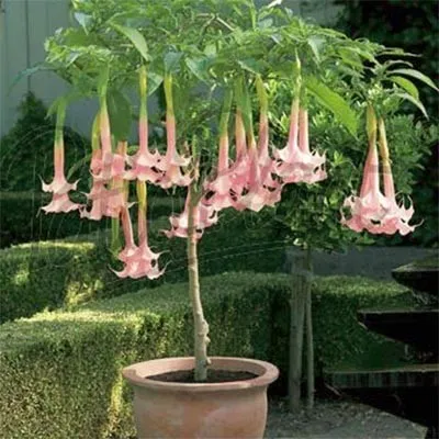 Бругмансія Twin Flowers Рожева фото