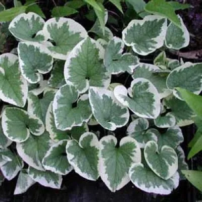 Бруннера Dawsons White фото