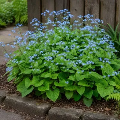 Бруннера Macrophylla фото