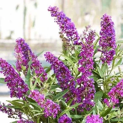 Буддлея Butterfly Tower фото