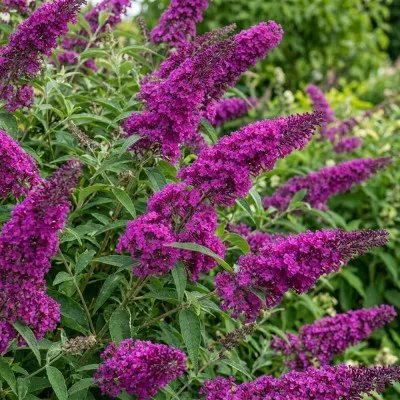 Буддлея Nanho Purple фото