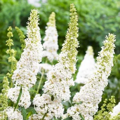 Буддлея White Profusion фото