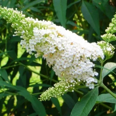 Буддлея White Bouquet фото