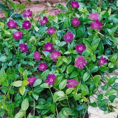Барвінок Atropurpurea фото